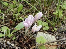 Colchicum-umbrosum_Абрау_2